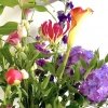 Pluk de Dag - Afbeelding 3
