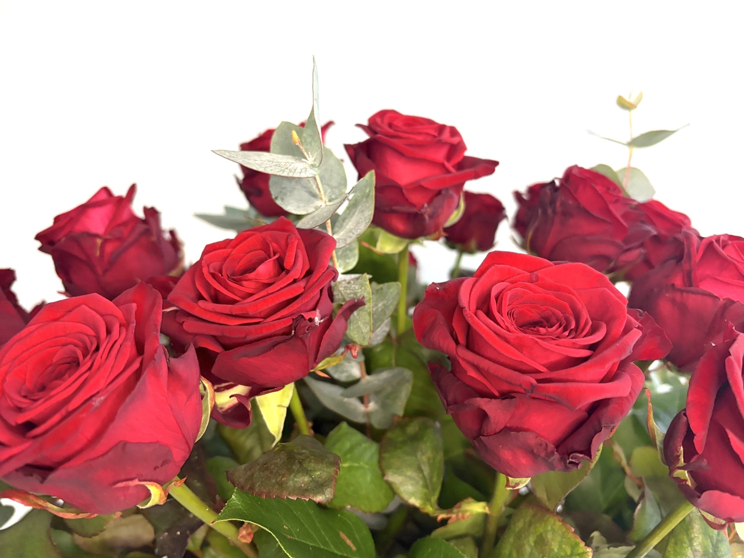 <h2>Zeg het met Rode Rozen</h2><div class='slide-content'>Vier de liefde met onze prachtige rozen!</div><a href='https://bloemenpaleisbeukenhof.nl/product/rode-rozen-pracht/' class='btn' title='BESTEL NU→'>BESTEL NU→</a>