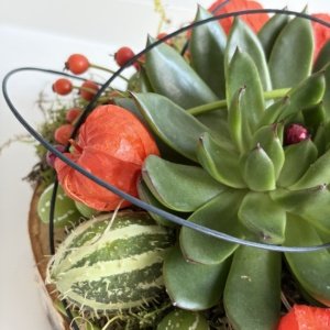 Herfst Collectie
